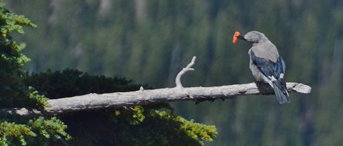 Nutcracker with carrot in its mouth